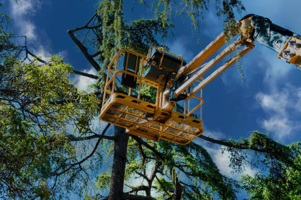 Best Arborist Consultation Services  in Great Neck, NY